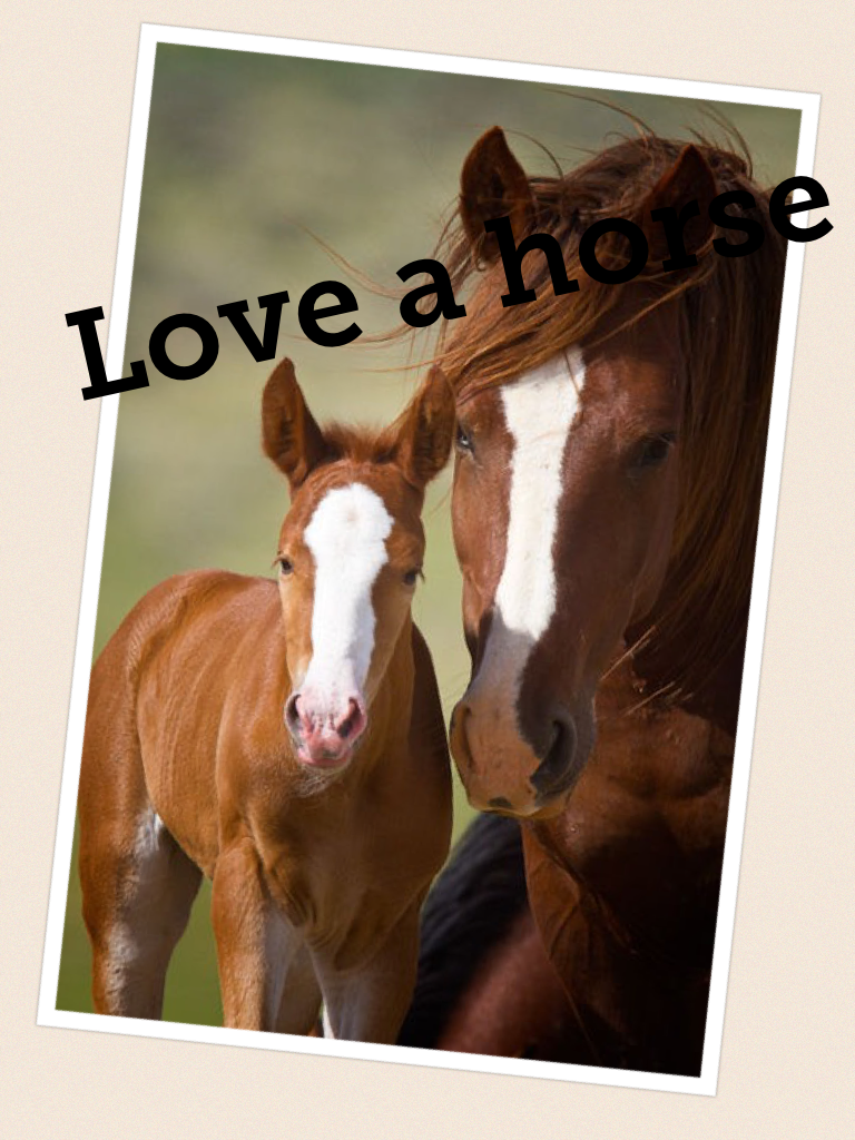 Love a horse