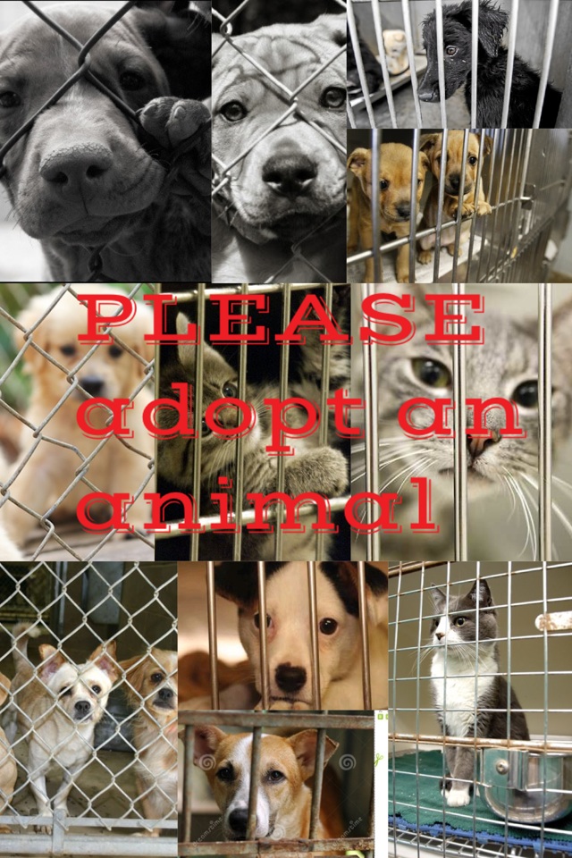 PLEASE adopt an animal 
