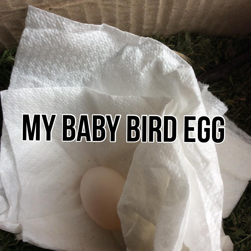 My baby bird egg 