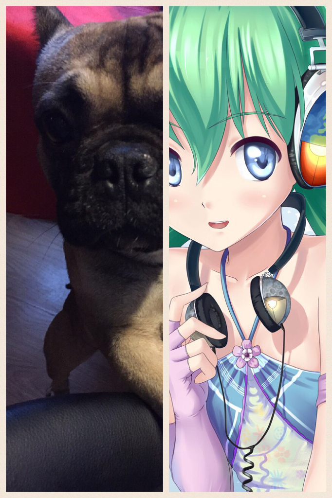My dog and anime