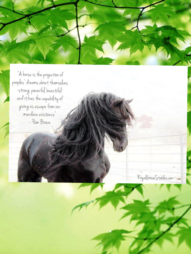Cute horse quote