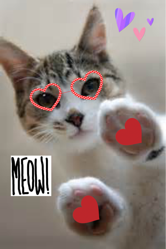 Meow 🐱 