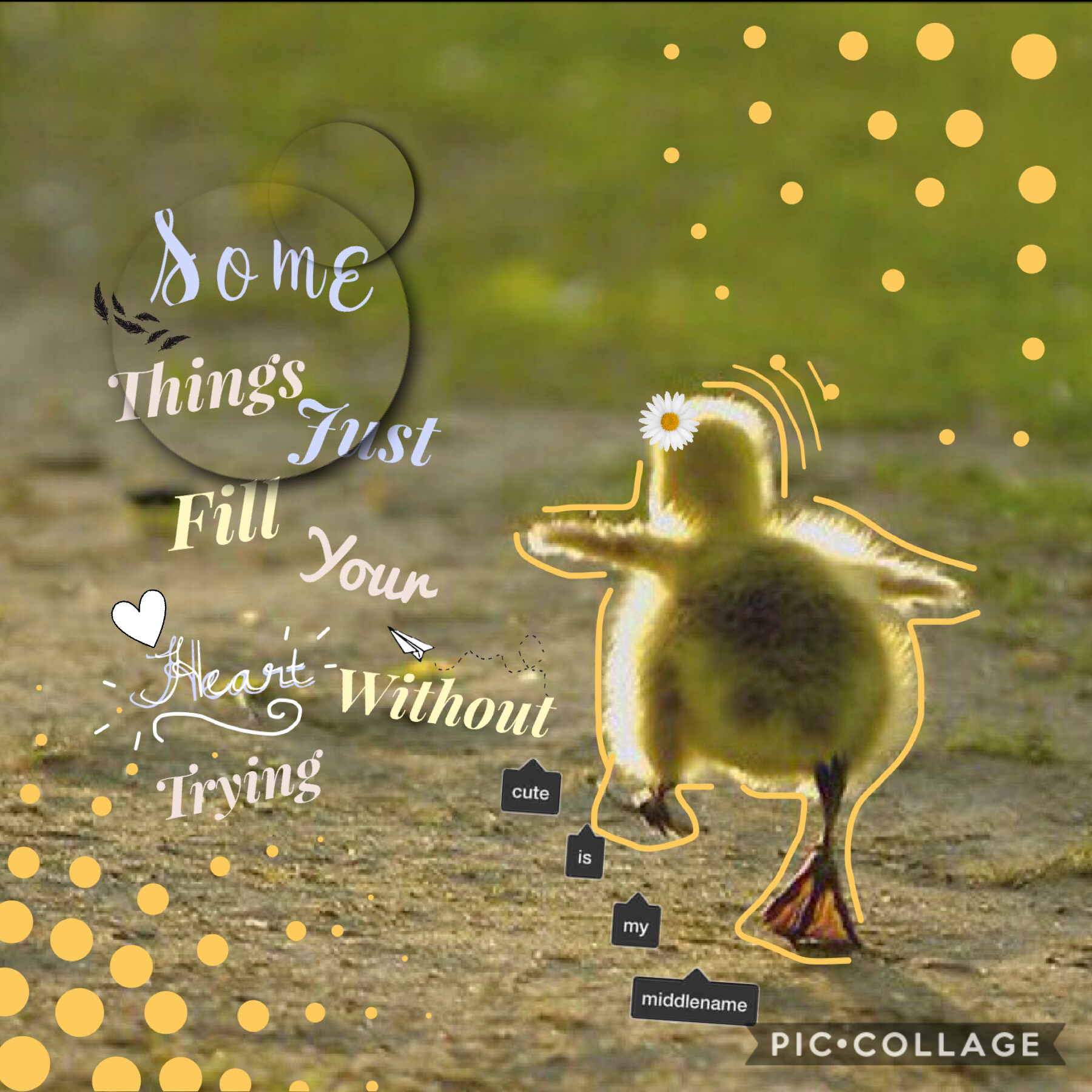 Tap for a cute duck!
🐤
I love this collage! It is so cute!!!! 😍❤️🐤 let’s try to get this one to 45 or more likes! I know we can do it! Also leave a comment! I love to hear your feedback! (Please no copy and paste comments, I hate those!!) 
🐤🐥💛xoxo