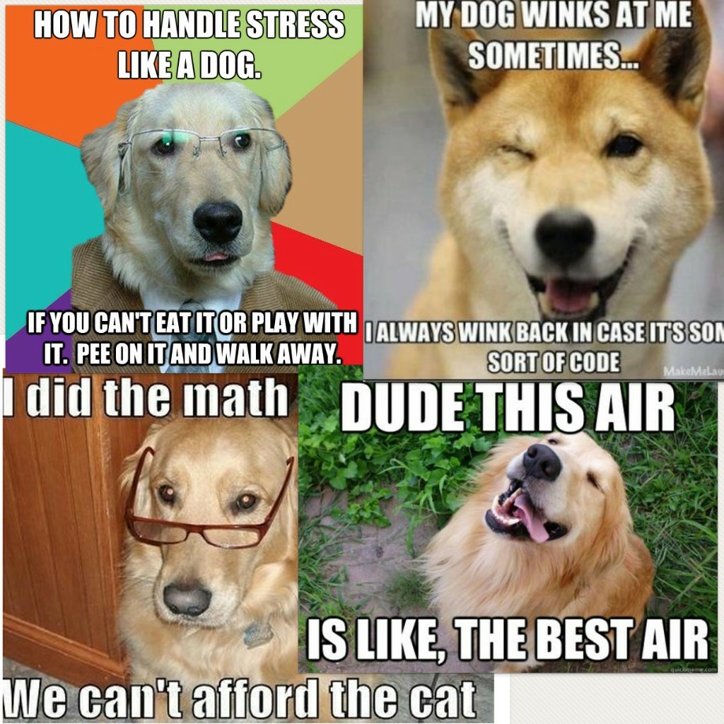 dog memes