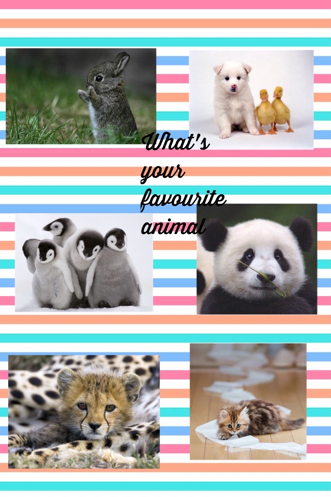 What's your favourite animal 