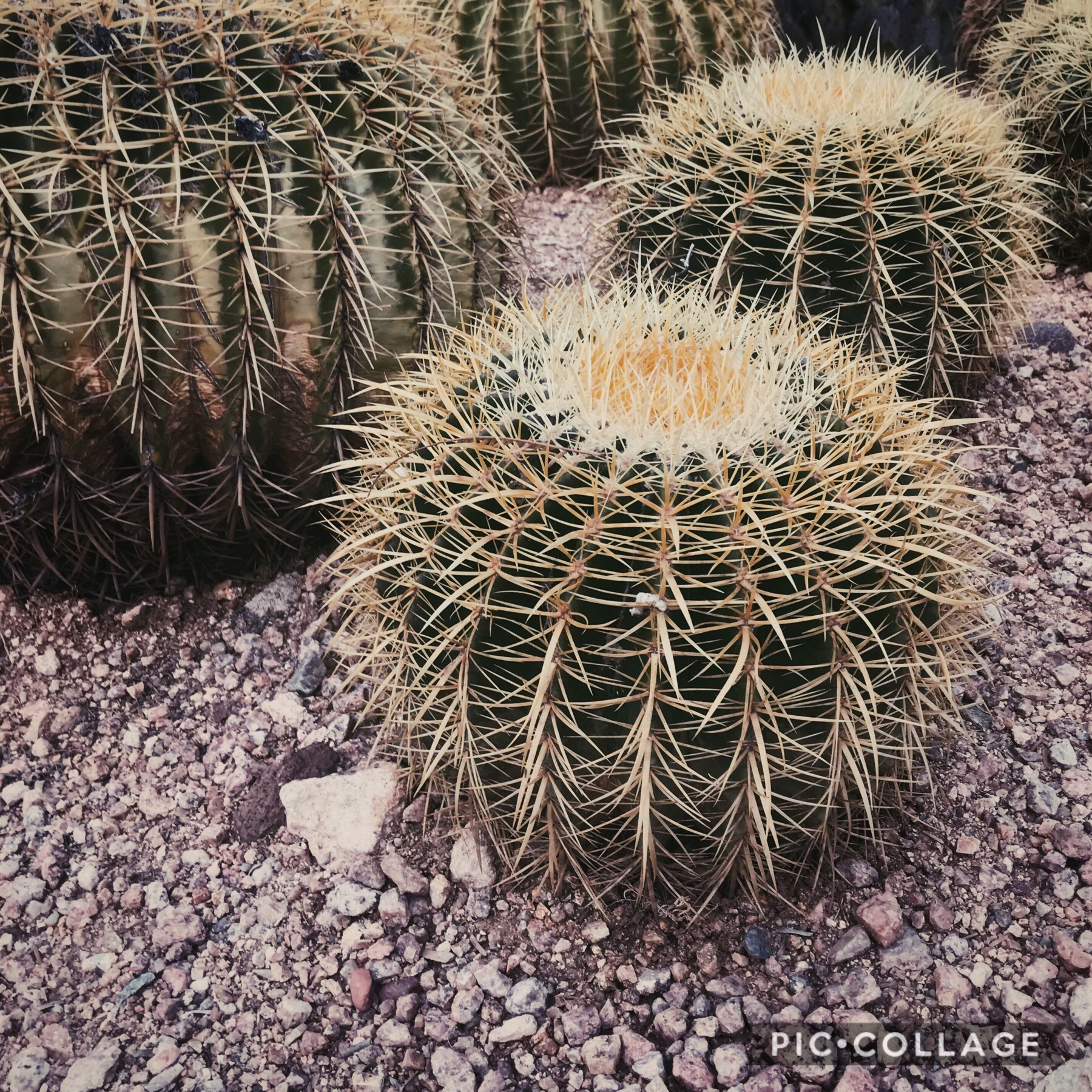 ∿hola chingus∿

we went to a cactus garnden... gUESS WHAT IT WAS FULL OF CACTI😱😱😱

cRazY rIght?!??
i know smh 

🤙🤙🤙


(i’m so sorry i’m like this)
😂
