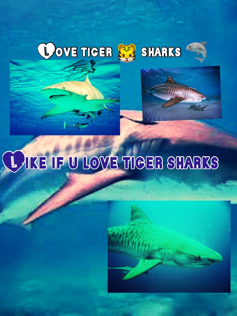 Like if u love tiger sharks