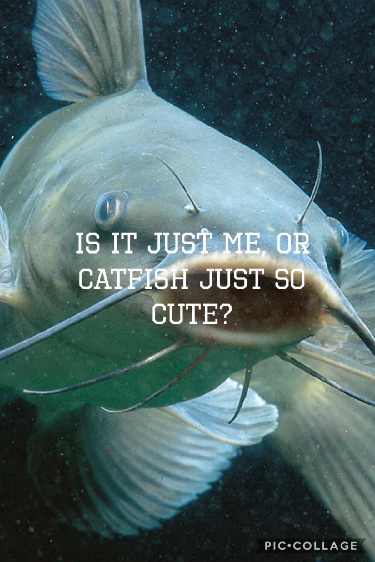 Catfish are just so derpy 