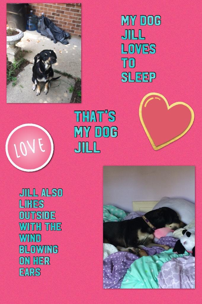 That's my dog Jill 