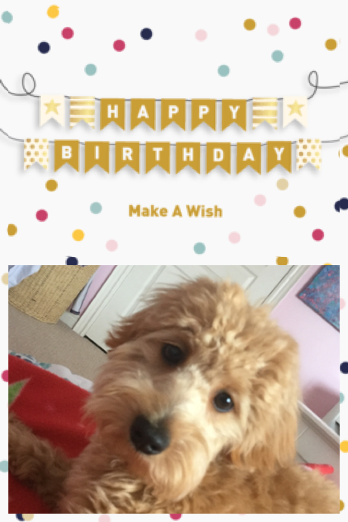 My dog Paris it is her birthday on April 7 2016
