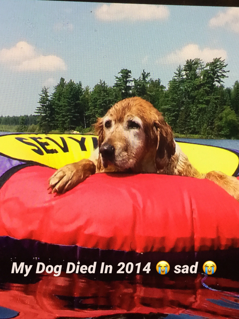 My Dog Died In 2014 😭 sad 😭 