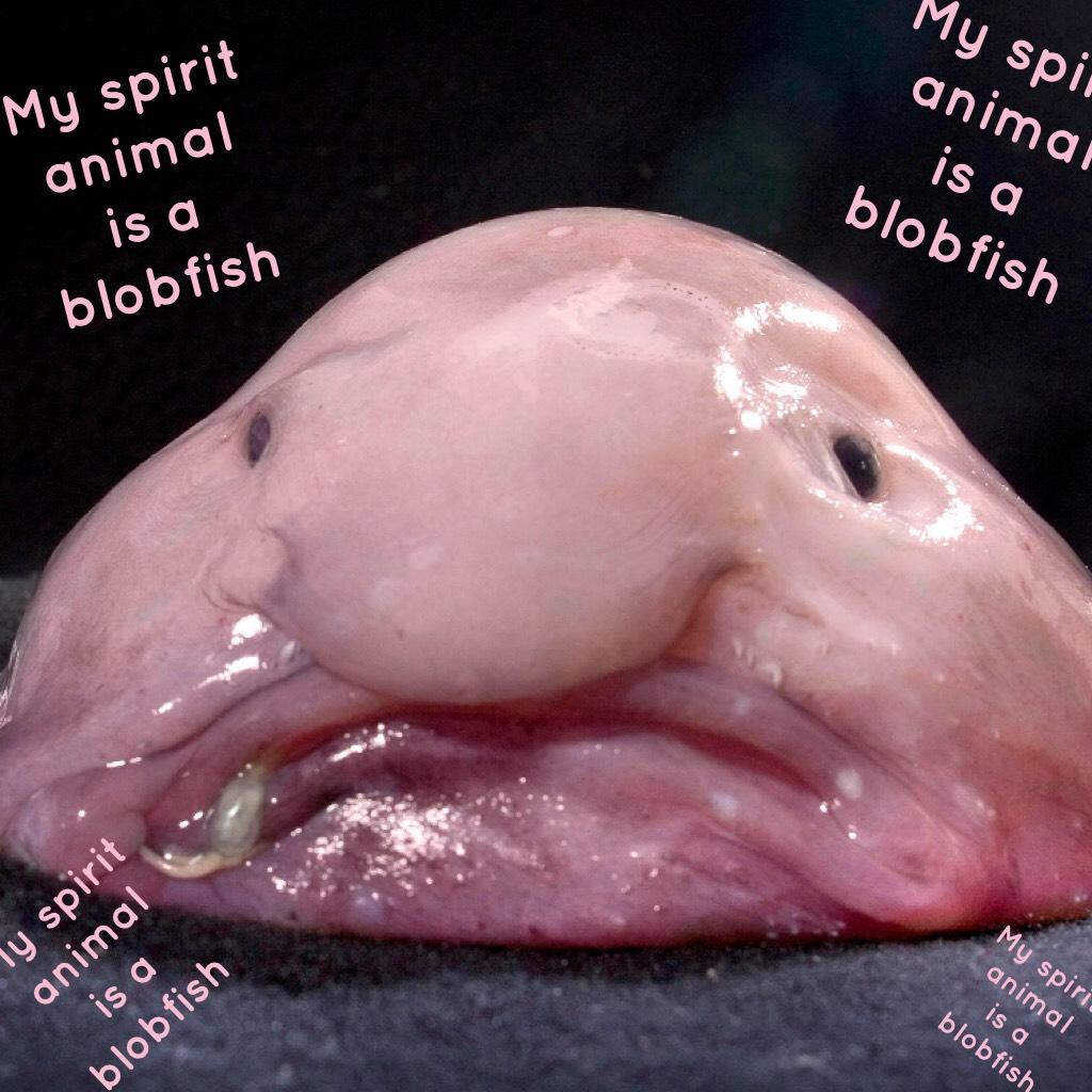 My spirit animal is a blobfish