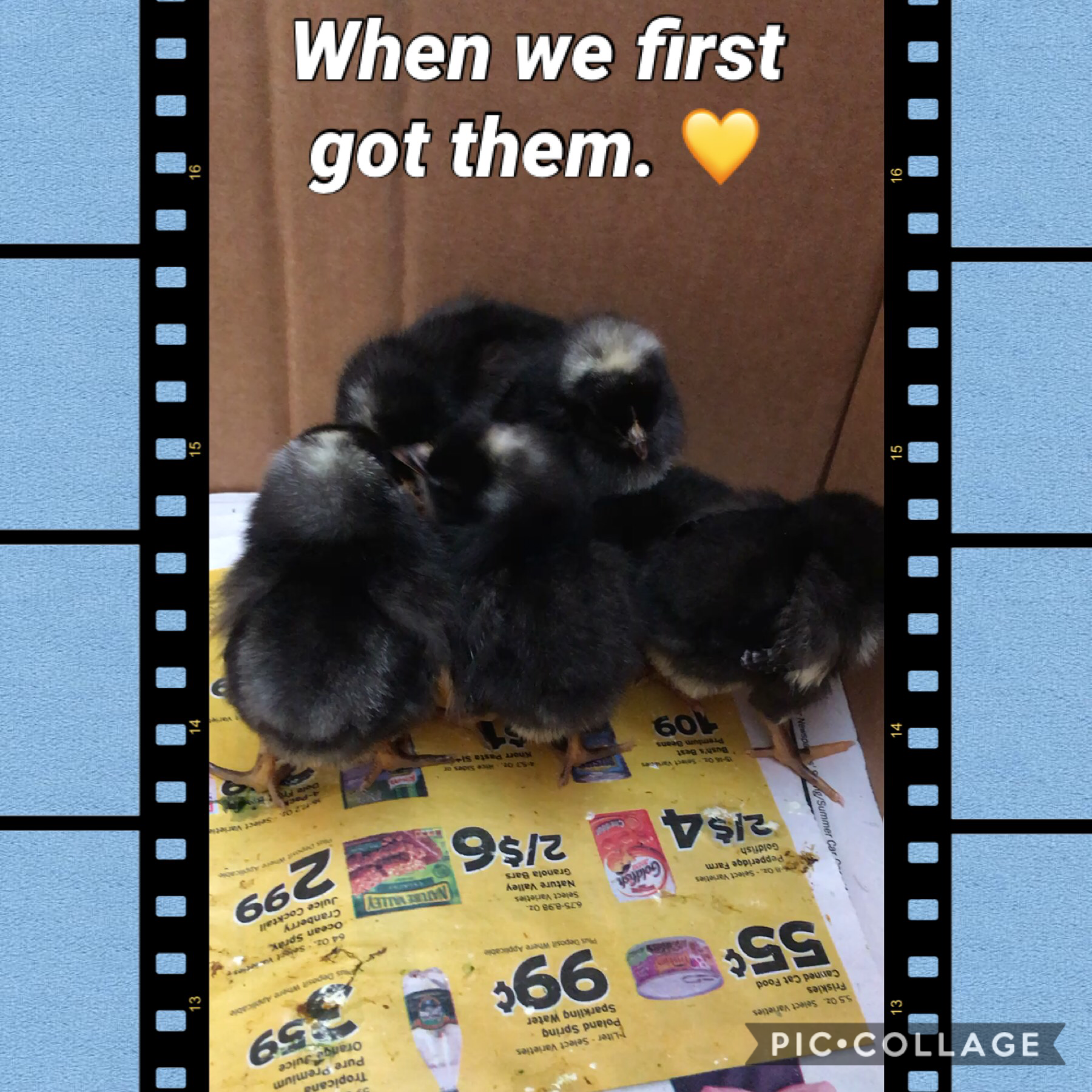 They were so tiny. 😭 The video feature is awesome! 🎞 I just hope ppl don’t use it for hateful or inappropriate purposes... 😶 You can only add one video per collage, so I’ll post a recent one of them soon! ▶️ 📹 🐥 