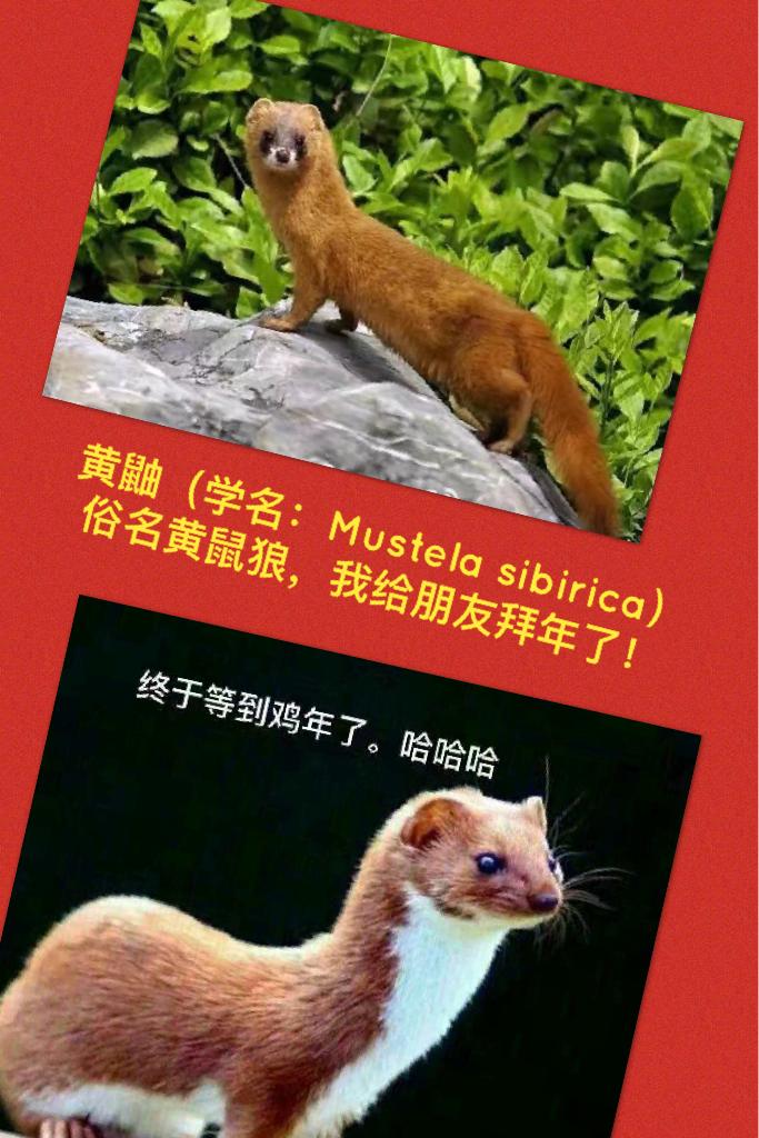 黄鼬（学名：Mustela sibirica）
俗名黄鼠狼，我给朋友拜年了！我己修成正果，真诚祝福大家鸡年吉祥！恭喜发财！