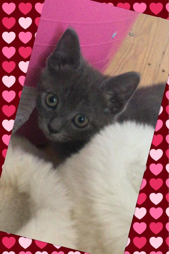 ♥️Tap Here♥️
My new kitten Tallulah, she is soooo adorable and her eyes, omg her eyes. 3 months on March 2nd. She is sitting in my bed right now. Her message: cxagwyjcfy
That was her paws