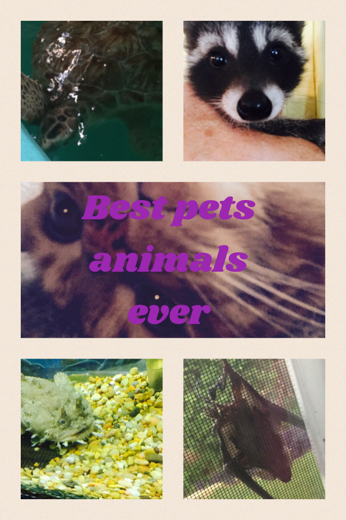 I 💜 my pets