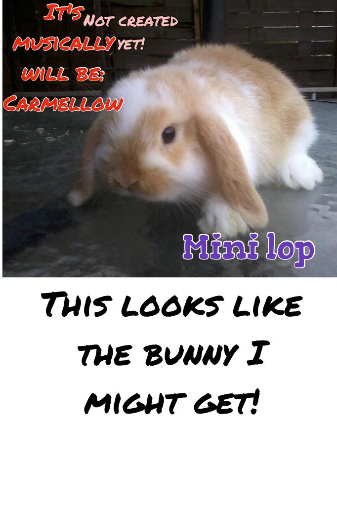 This looks like the bunny I might get!