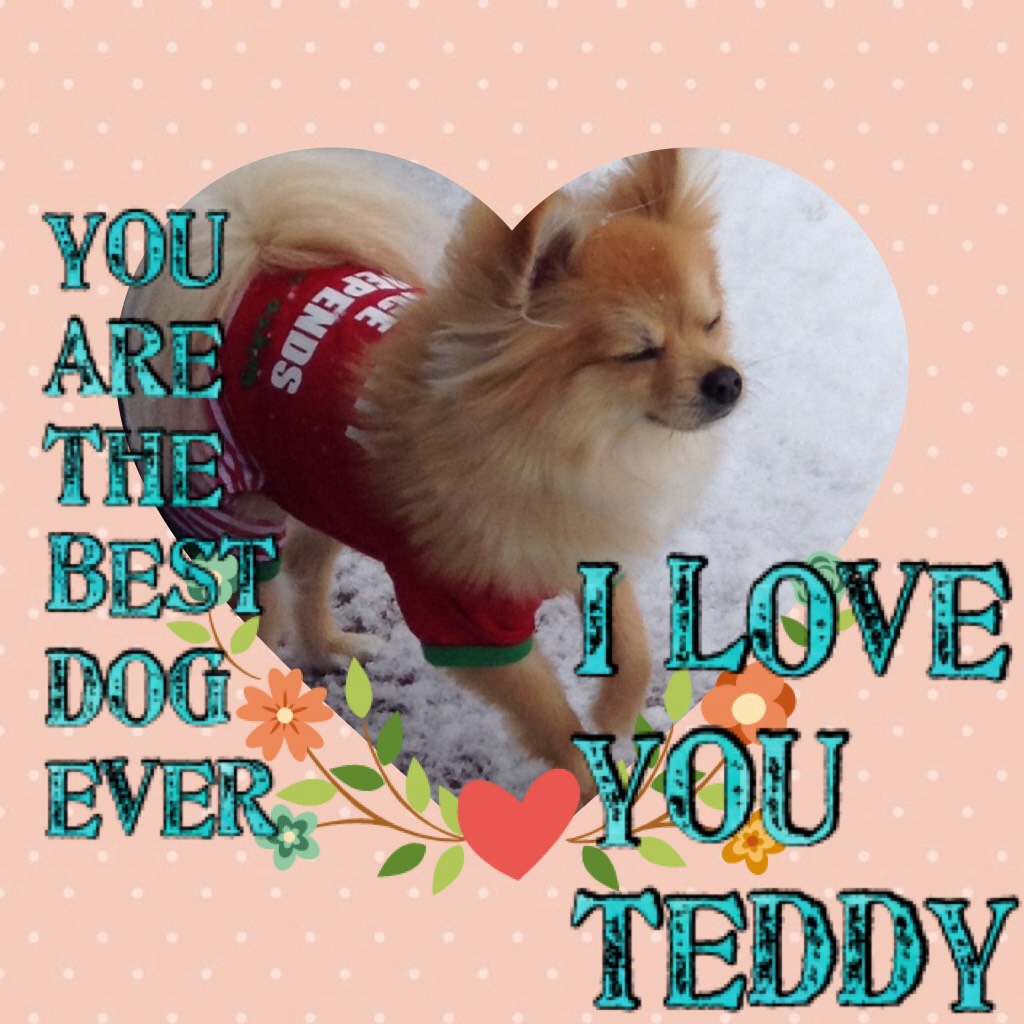 this is my dog his name is Teddy