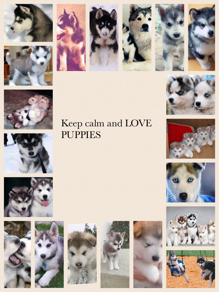 Keep calm and LOVE PUPPIES