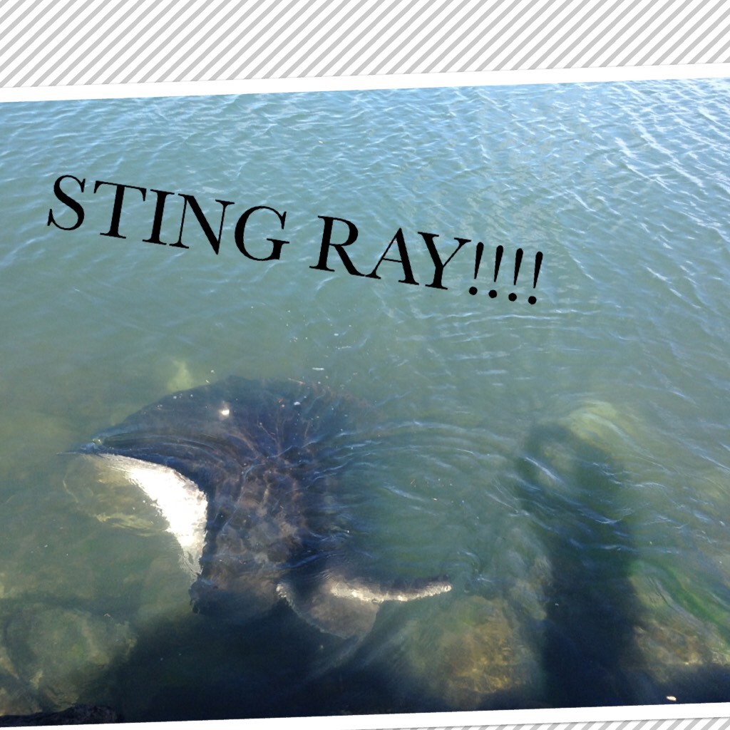 This was the first time i have ever seen a wild sting ray🤟
