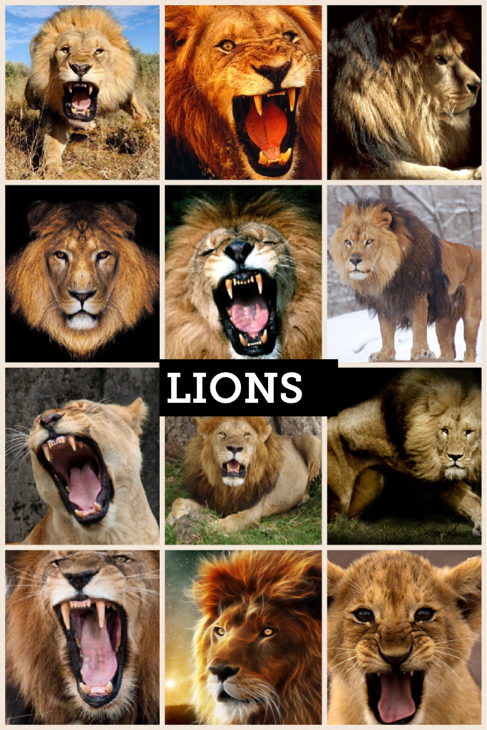 LIONS 