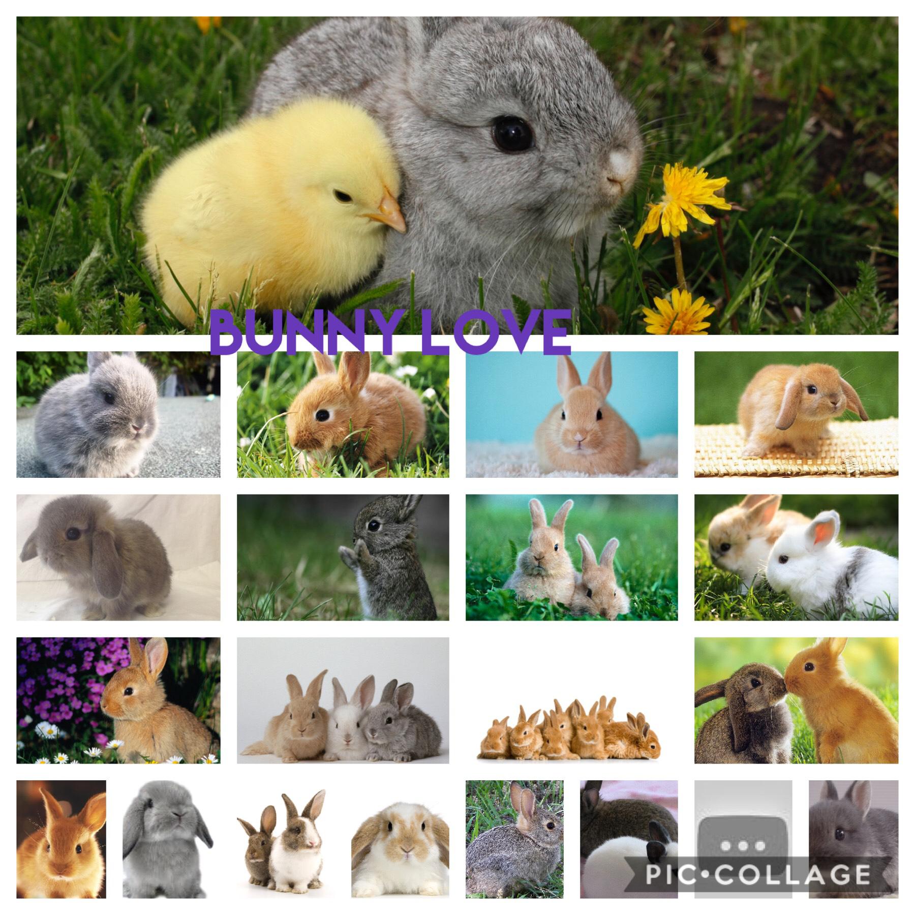 Who loves bunnies 😍🤪😛❤️💜