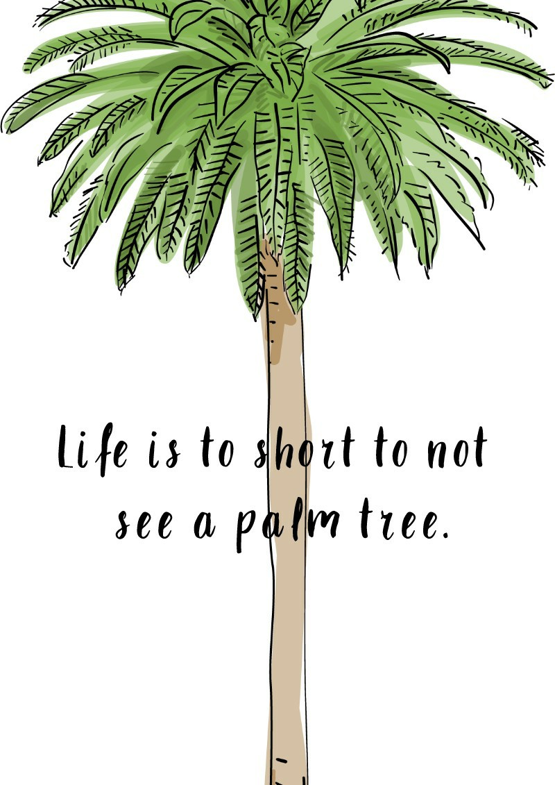 Life is to short to not see a palm tree.