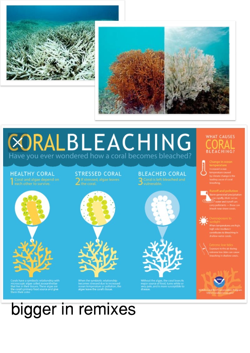 this post is about the coral and sea 'plants' 