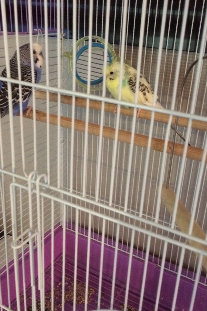 My birds, scribble and stripey!