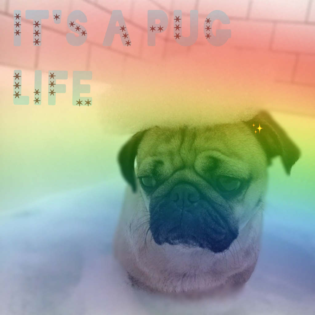 🌈TAPPY🌈
It's a pug not life for us it's a pug not life for us!🎤😂Find the emoji! But this time the 1st person gets the shoutout😈