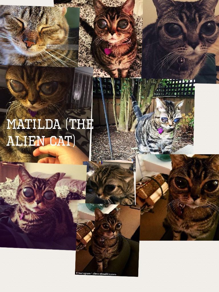 Matilda (the Alien cat) :3