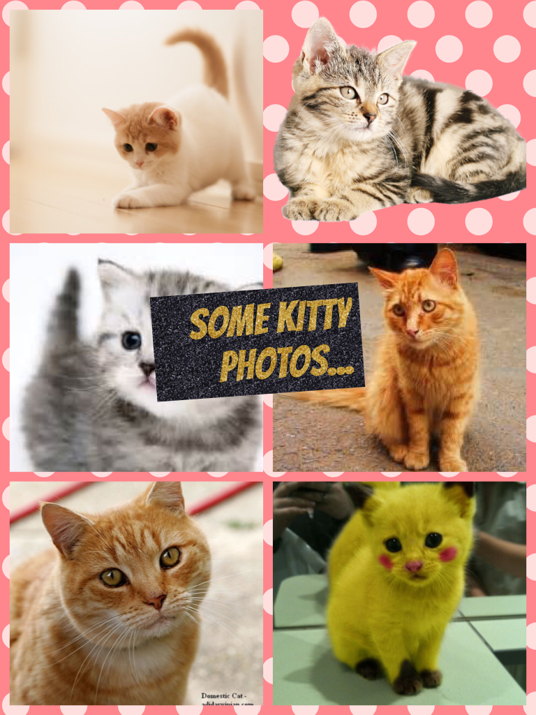 Some Kitty Photos...