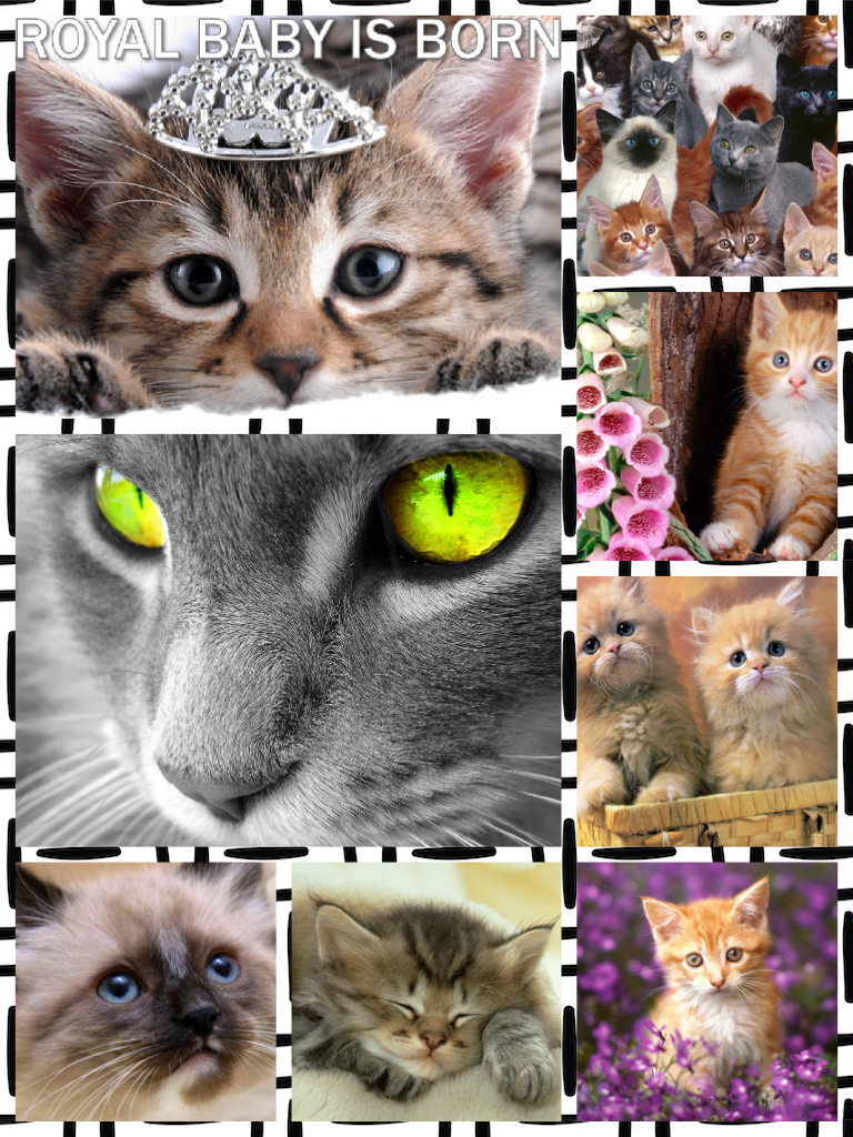 Collage by 8234cats