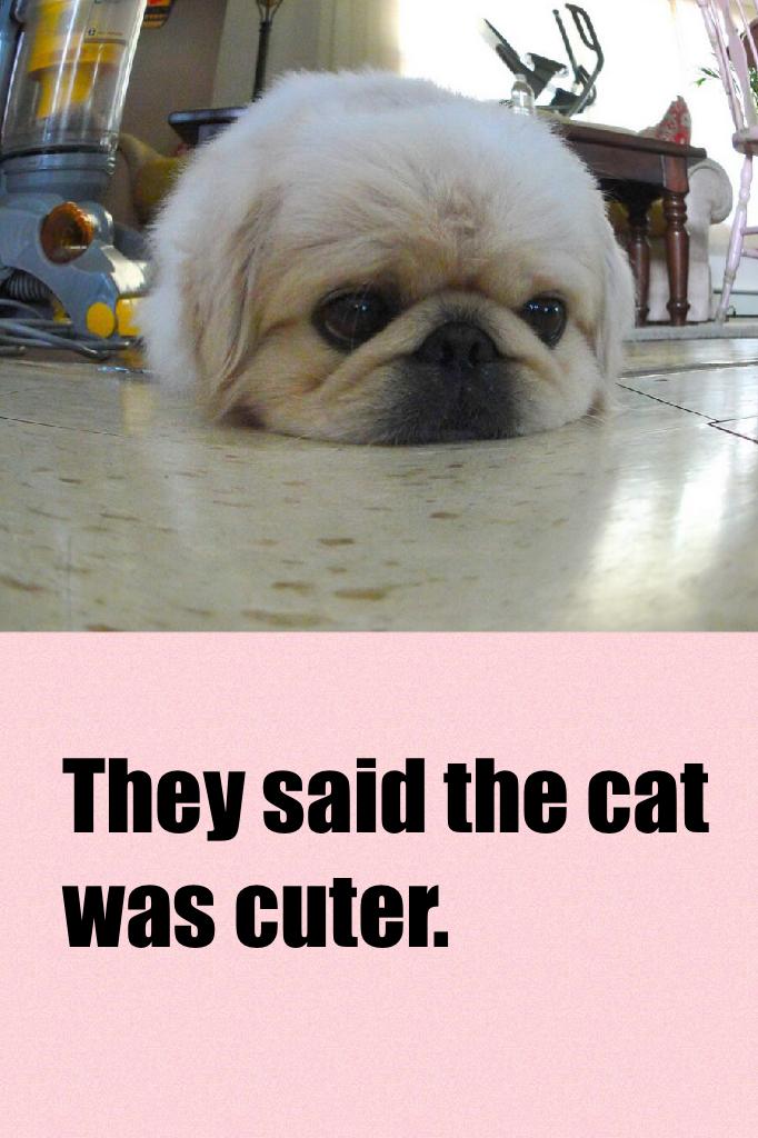 They said the cat was cuter.