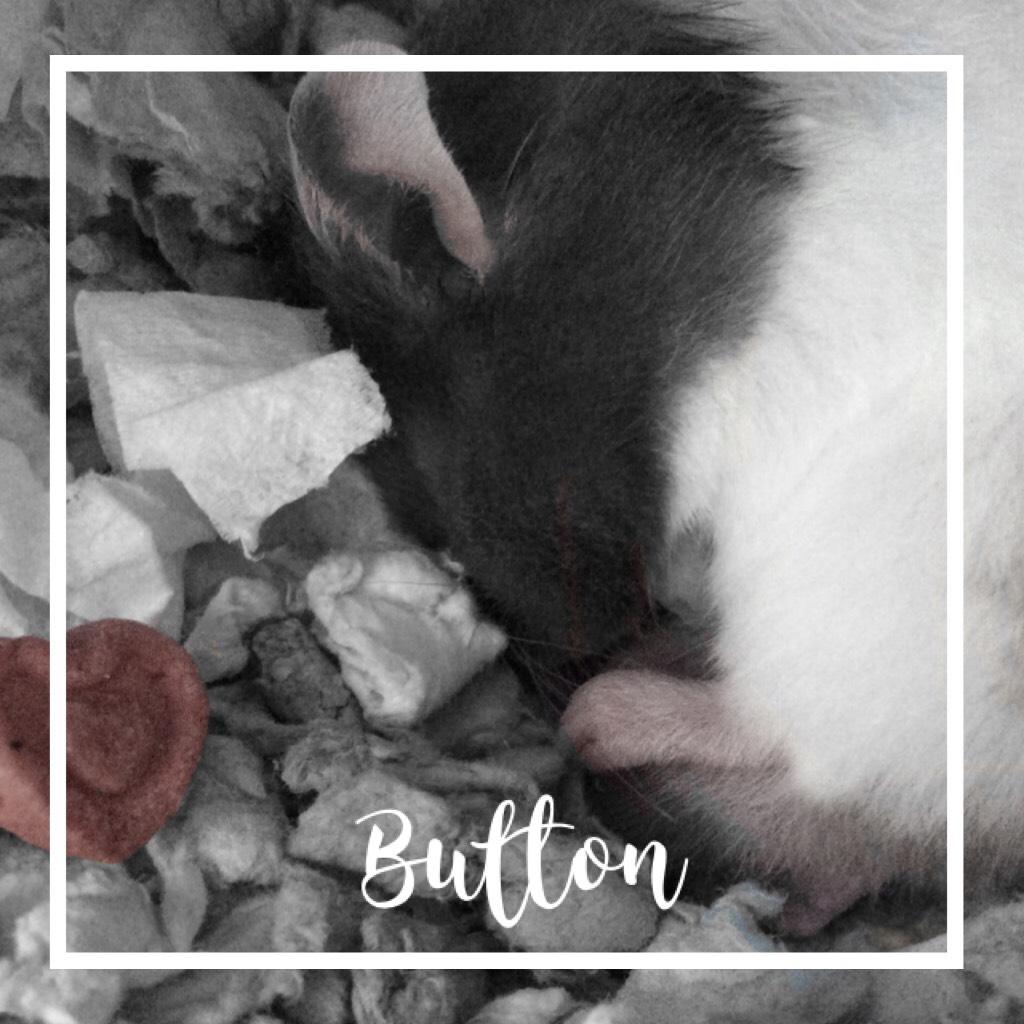 ♥️ Button ♥️ (tap) ♥️
In the memory of little button my hamster and best friend 
23/7/28 rip little buddy