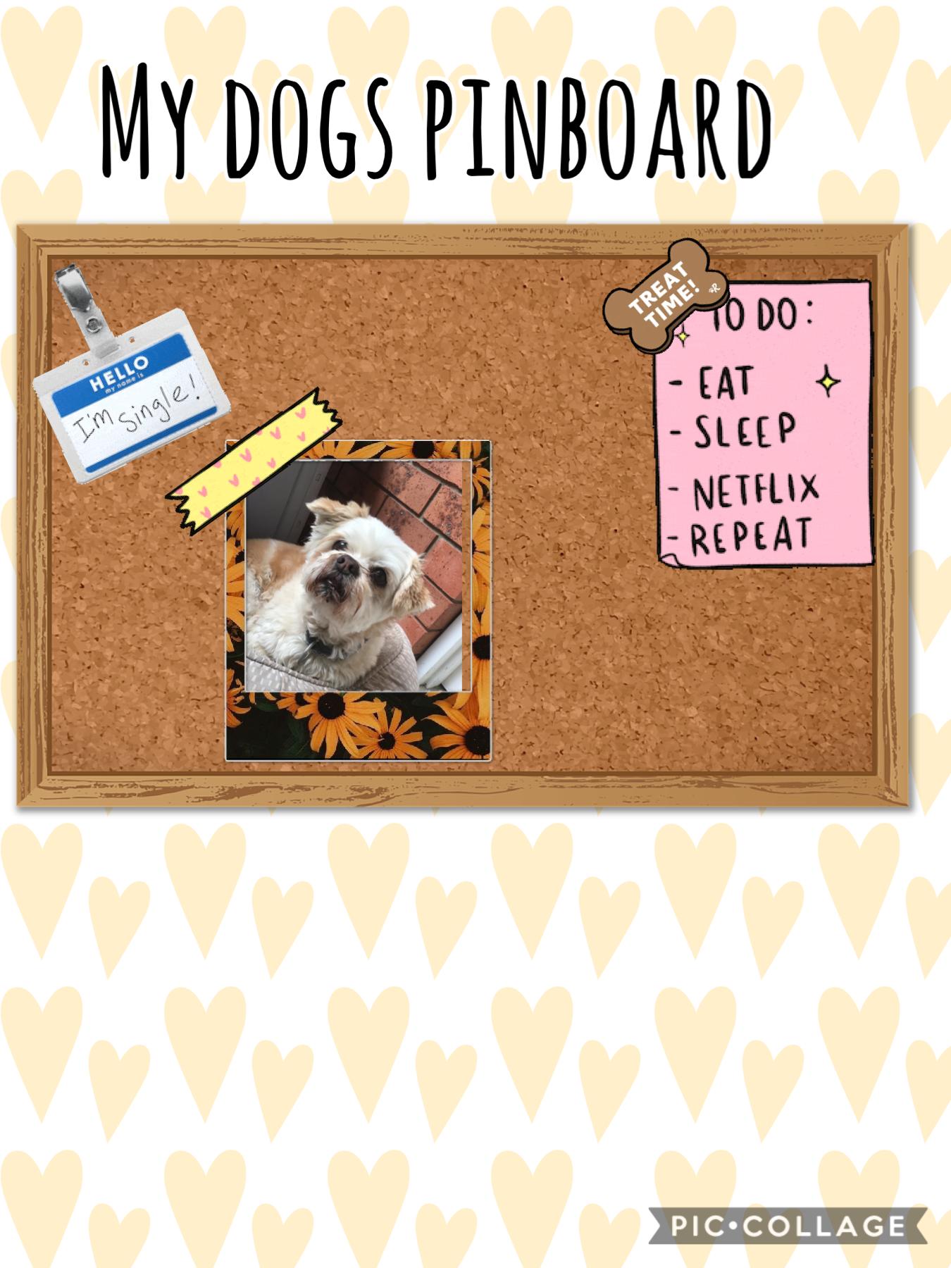 My dogs pinboard 