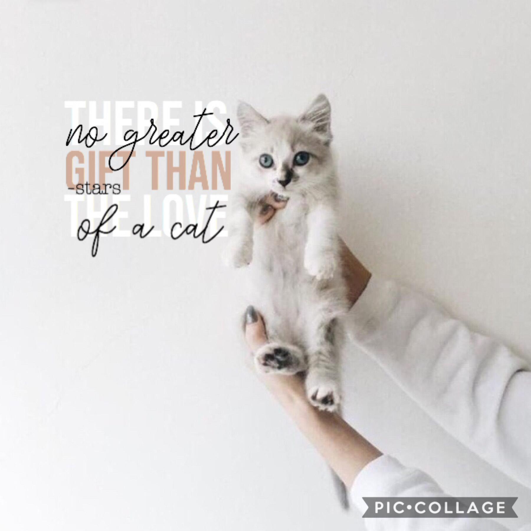 Tap the cat ——>🐈

Hi! I’m sorry I’ve not been very active lately, I have been quite busy with schoolwork and projects and stuff :( so I decided to post two days in a row which I don’t usually do
(•  •)
<(   )~
  /  \
