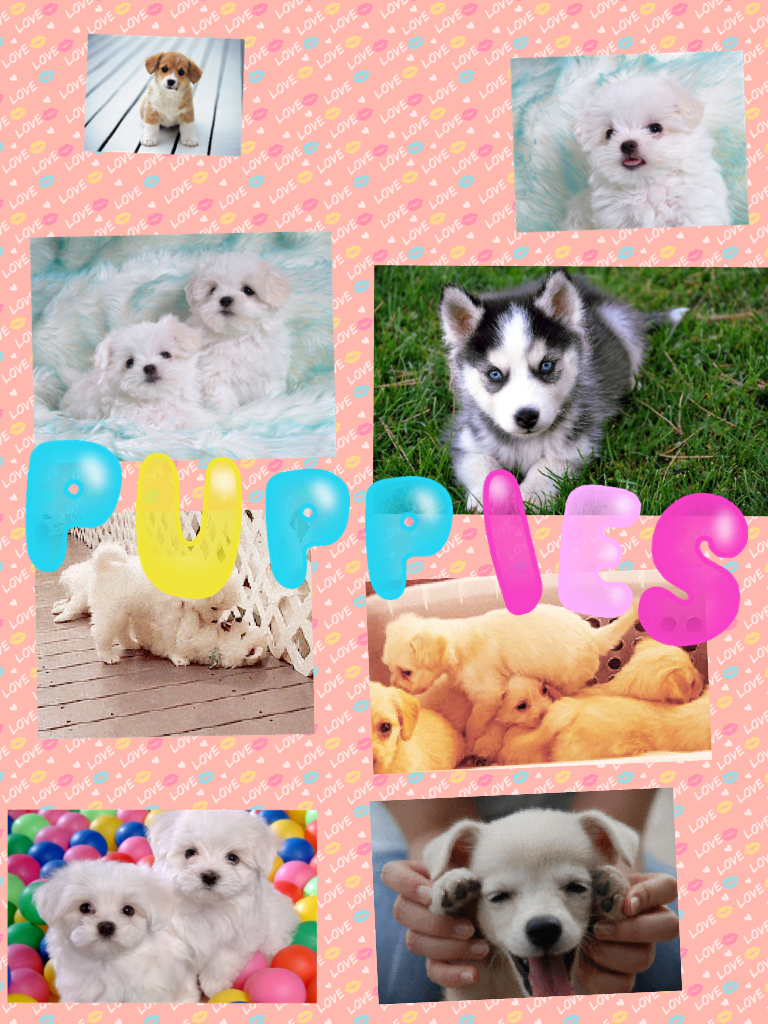 Who doesn't like PUPPIES!!!!!!!!!!!!!!!!!!!!!!!!!!!!!!