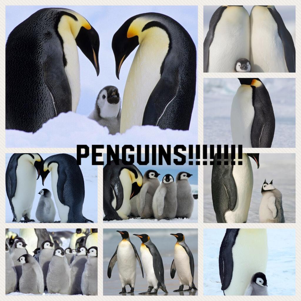 Penguins!!!!!!!!