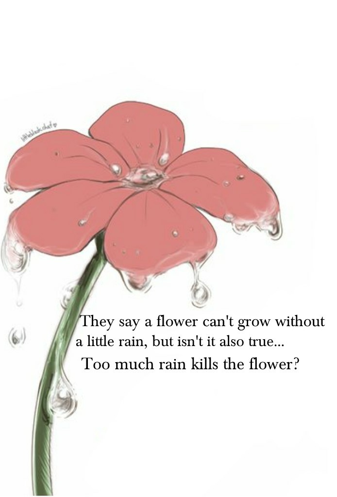 Too much rain kills the flower?