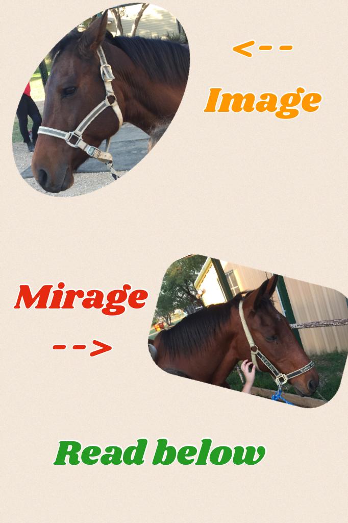 🐎🐴Tap🐴🐎
I love horses so my dad signed me and my sister up for lessons at a place at starline stables and I love doing riding there. In the top picture that is image! Mirage's daughter ( I was told) they are so sweet I love both of them. They r both girls