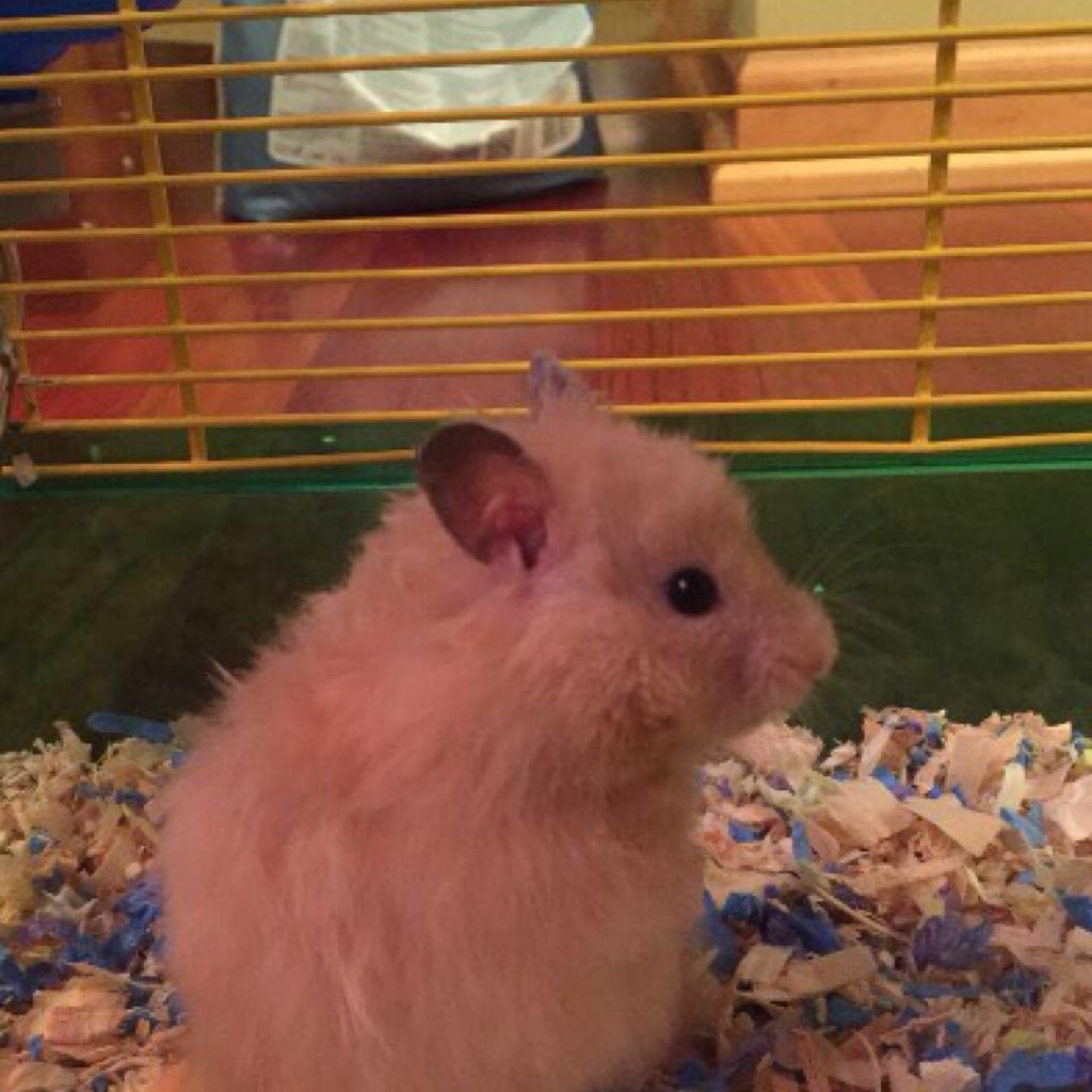 My hamster
