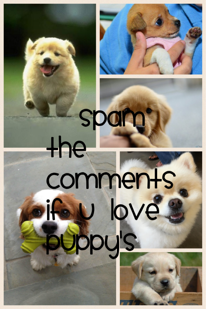 
  Spam the comments
If u love puppy's 