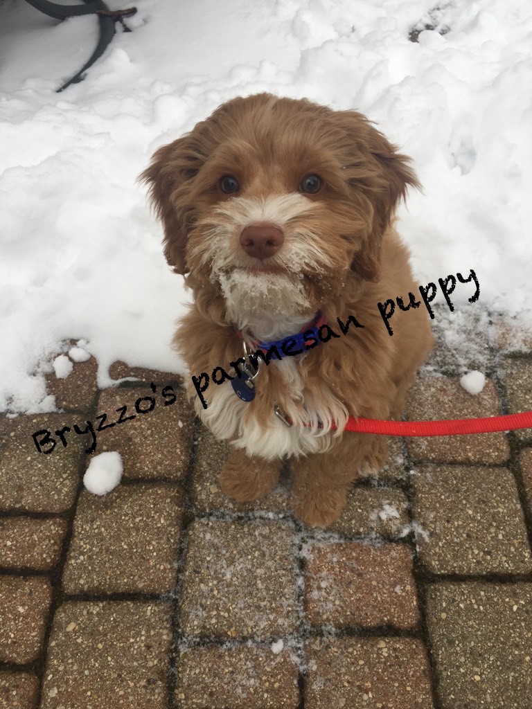 Bryzzo's parmesan puppy