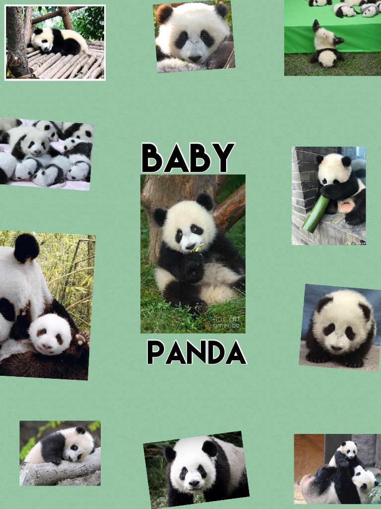 Baby  Panda