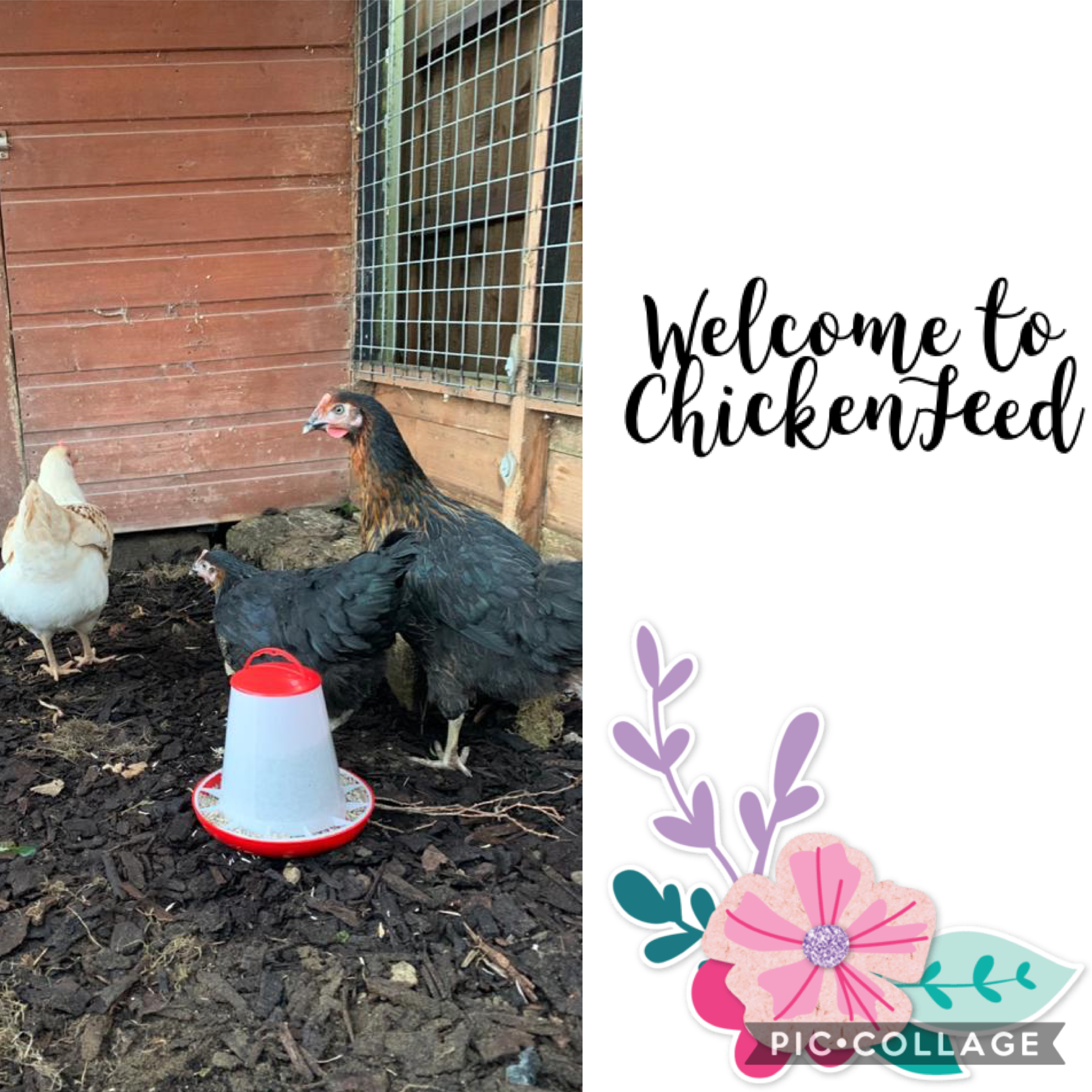 Welcome to ChickenFeed!
