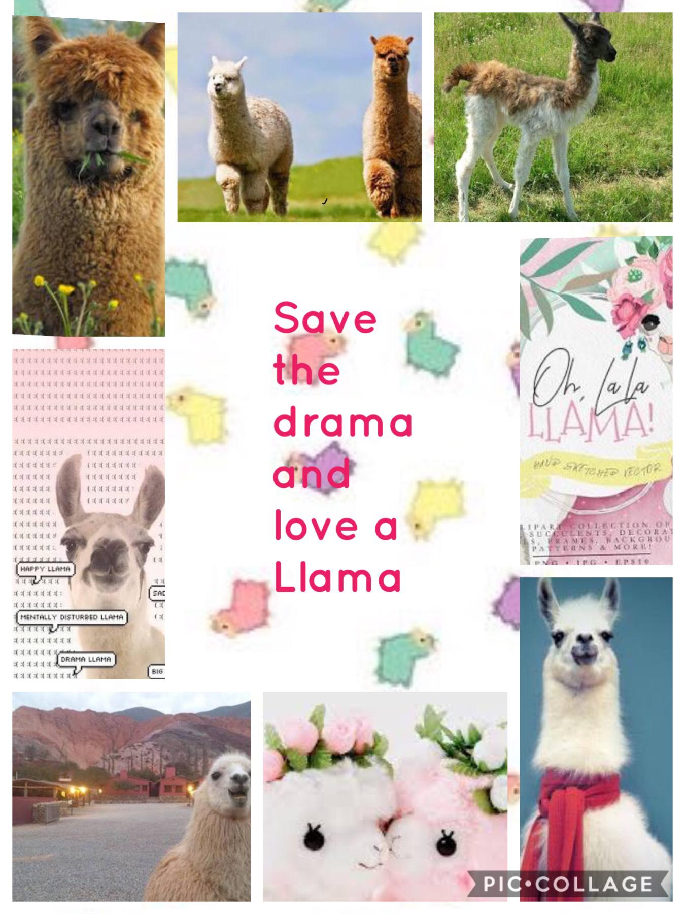Save the drama and love a llama!