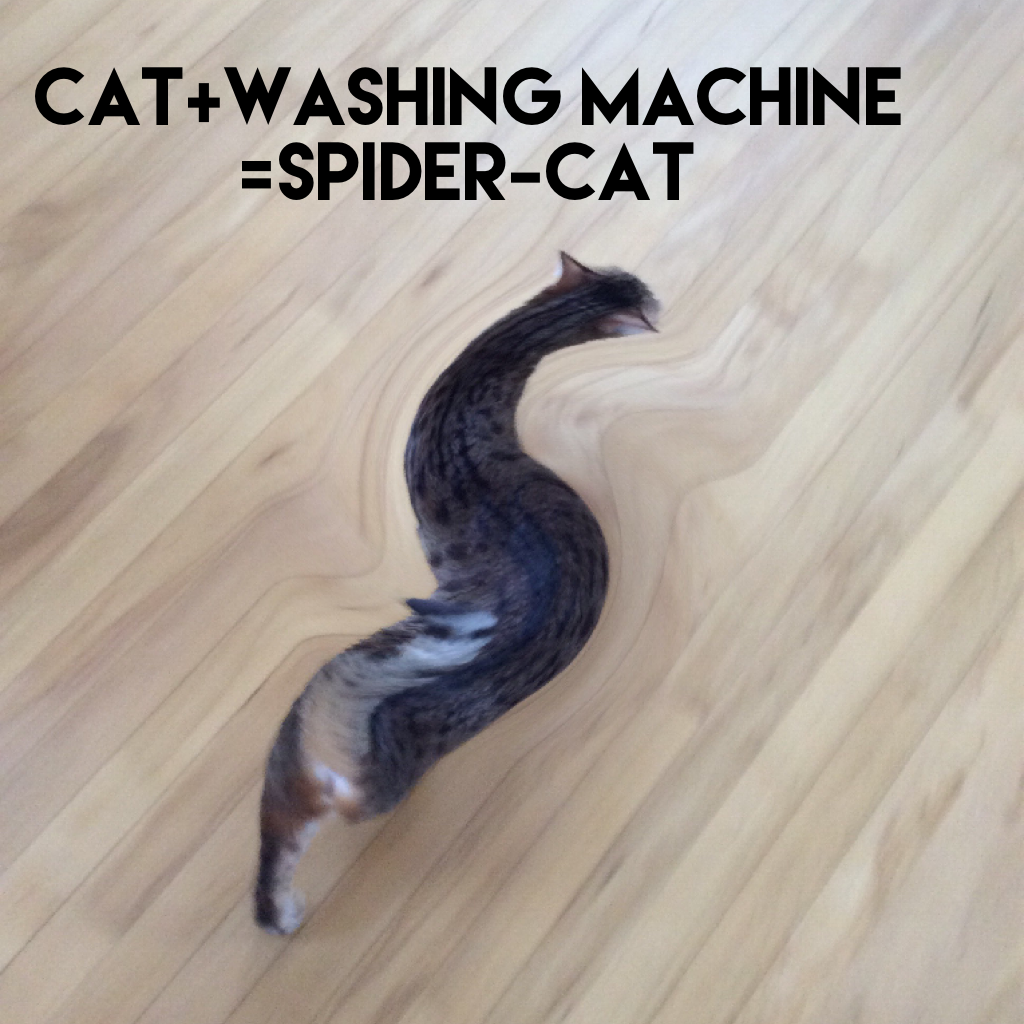 Cat+washing machine=Spider-cat