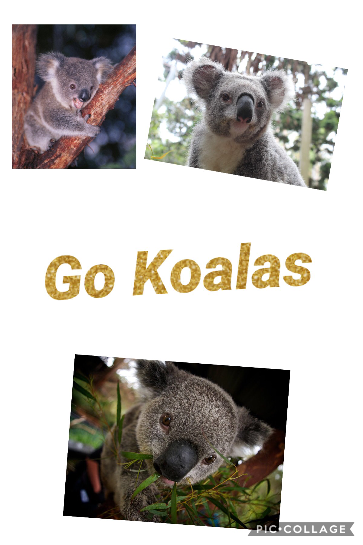 Go koalas