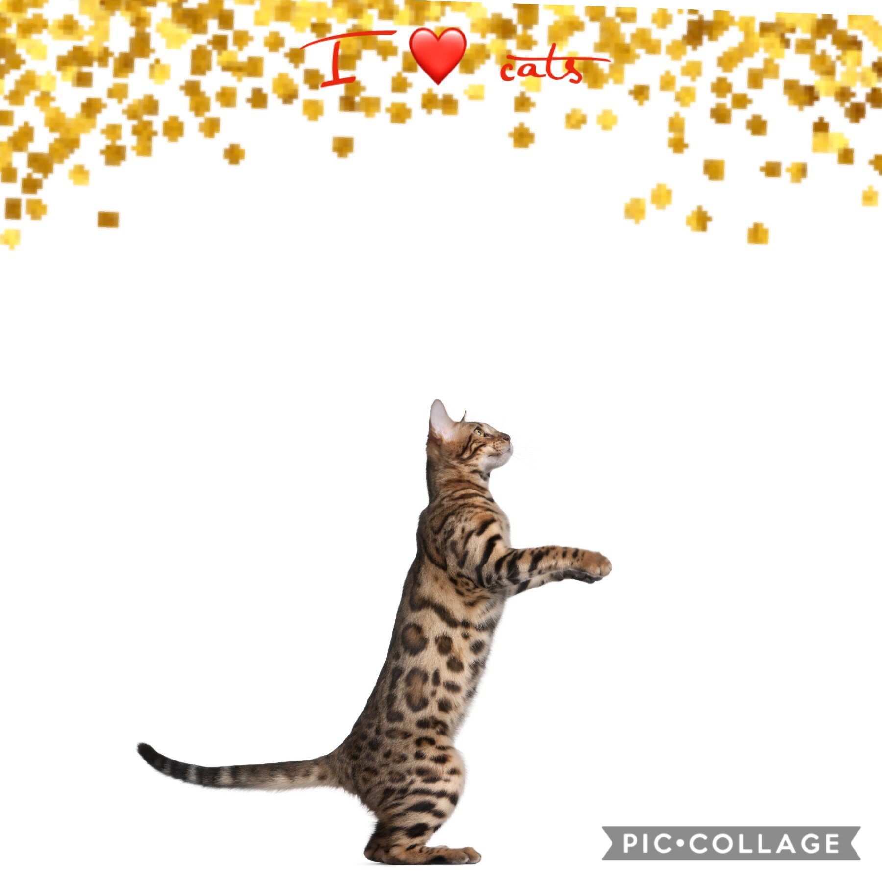 Comment if you like cats